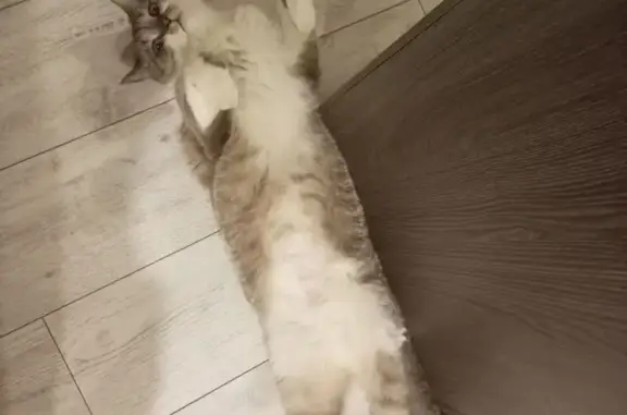 Объявления о пропавших и найденных животных, Тамбов, фото: Пропал кот, 33, Строитель, Тамбов - голубые глаза, чёрный хвостик