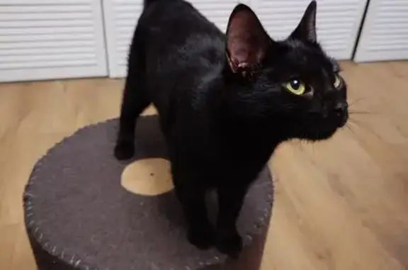 Найдена кошка, Псков, фото: Найдена кошка, Стахановская улица, 19, Псков - чёрная и ласковая