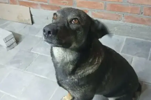 Собаки потеряшки, Ростов-на-Дону, фото: Потеряшка собака, Большая Садовая улица, Ростов-на-Дону - серая дворняжка, зовут Чапа