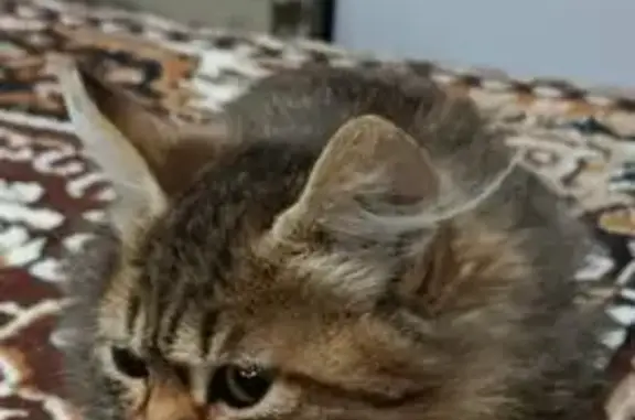 Найденные животные Каспийск, фото: Найдена кошка, Пионерская улица, 13, Каспийск - голубой ошейник