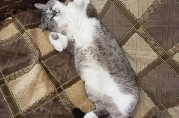 Объявления о пропавших и найденных животных, Тамбов, фото: Пропал кот, 33, Строитель, Тамбов - пугливый, чёрный хвост, голубые глаза