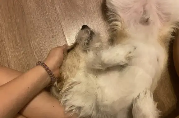 Пропала собака, Кавалерийская улица, 5, Барнаул - вырезы на груди - photo