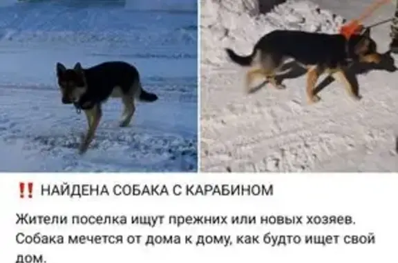 Найден собака, Казань, Татарстан - photo