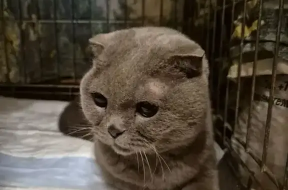 Найдена кошка, Москва, фото: Найдена кошка, Пятницкий пер., 10 с1, Москва