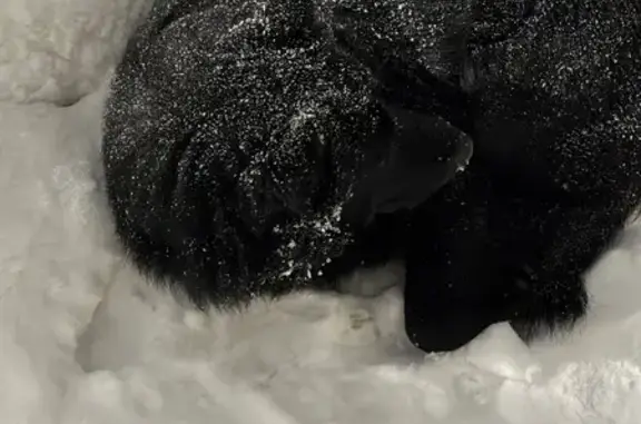 Найден собака мужской, Военный 2-й городок, 118, Казань - чёрная с белым пятном на груди - photo