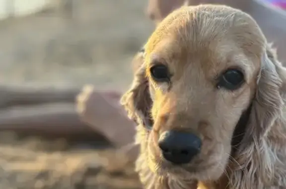 Пропала собака, улица Красных Партизан, Краснодар - рыжий кокер-спаниель - photo