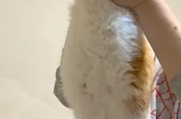 Найдена кошка, Сызрань, фото: Найден кот, проспект 50 лет Октября, 75А, Сызрань - белый с рыжими пятнами, кастрирован