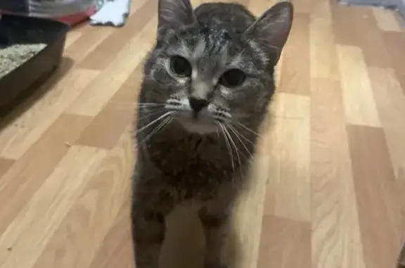 Найденные животные Королёв, фото: Найдена кошка, Пионерская улица, 18/2, Королёв