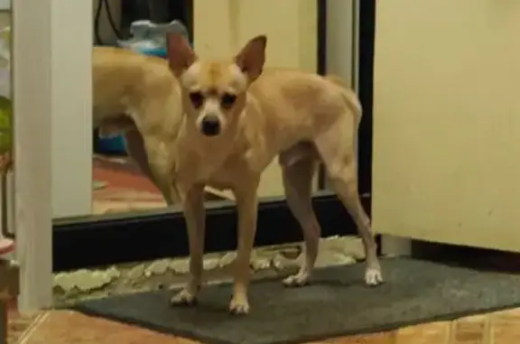 Пропал собака, Зелёный проезд, 45Б, Тверь - рыжий, убежал в сторону аптеки - photo