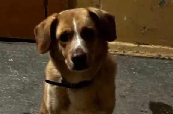 Найдена собака, Уфа, фото: Найден собака, мужской, улица Сагита Агиша, 22/1, Уфа - рыжий и стеснительный