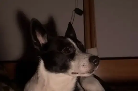 Пропал собака, улица Фурманова, Саранск - вылез из ошейника - photo