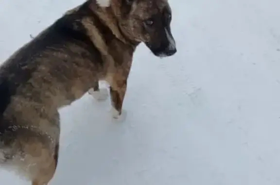 Найдена собака, Хабаровск, фото: Найдена собака, женская, улица Макарова, 29, Хабаровск - молодая и игривая