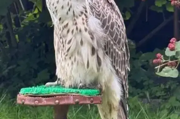 Пропал сокол-балобан, мужской, улица Пляжная, Балтийск - photo