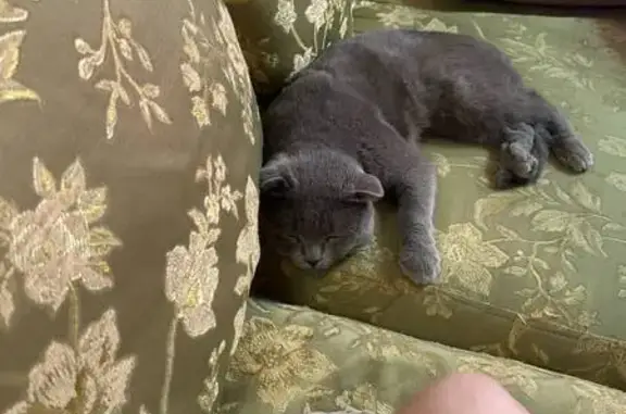 Пропал кот, улица Ладыгина, 46, Нижний Новгород - британский серого цвета - photo