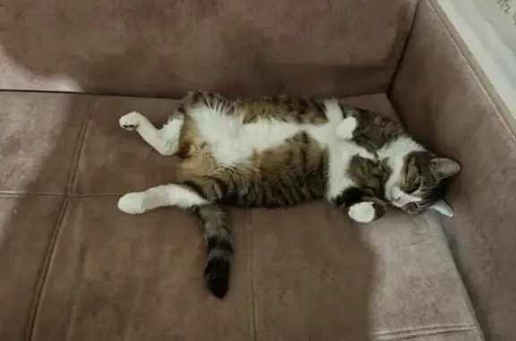 Пропал кот, улица Энтузиастов, 45, Омск - отзывается из подвала - photo