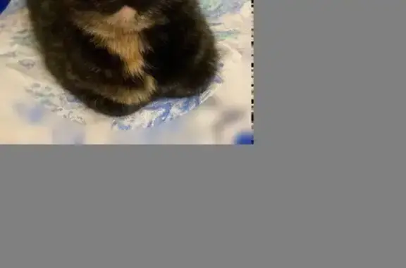 Найденные животные Владикавказ, фото: Найдена кошка, Весенняя улица, Владикавказ - тёмная с рыжими пятнами