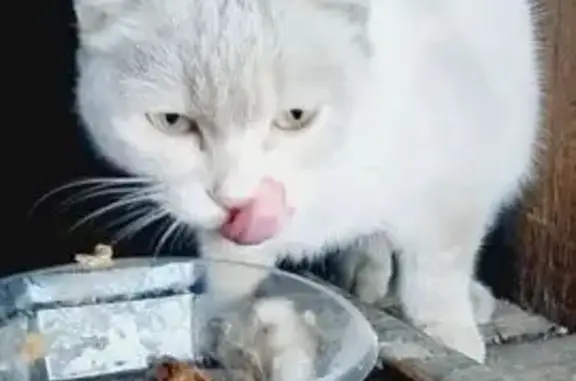 Найденные животные Благовещенск, фото: Найдена кошка, улица 50 лет Октября, 142, Благовещенск - полностью белая, жёлтые глаза