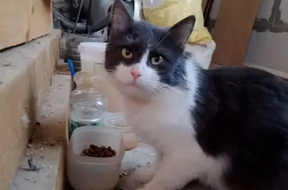 Найденные животные Тверь, фото: Найдена кошка, мужской, улица Марии Смирновой, городской округ Тверь