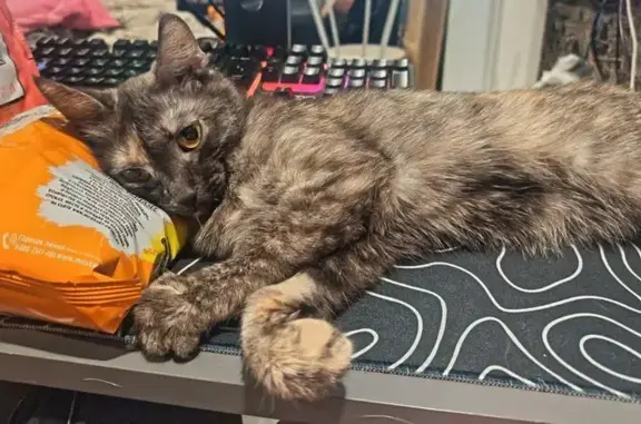 Пропала кошка, улица Серова, 10, Красноярск - миниатюрная с зелено-желтыми глазами - photo