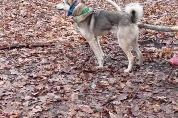 Пропал собака, Базовый проезд, 21Б, Чебоксары - серый с зелёным ошейником - photo