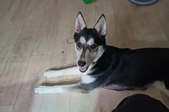 Найдена собака, Челябинск, фото: Найдена собака, улица Коммуны, 69, Челябинск - девочка фенотипа хаски