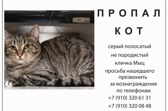 Пропал кот, улица 60 лет Октября, Белгород - серый, толстенький, ласковый - photo