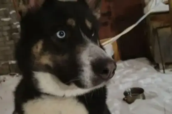 Найдена собака, Волгоград, фото: Найден собака, Волгоград, Волгоградская область - кобель хаски