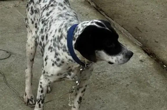 Объявления о пропавших и найденных животных, Туапсе, фото: Найден собака, Туапсе, Краснодарский край - с ошейником и оторванной веревкой