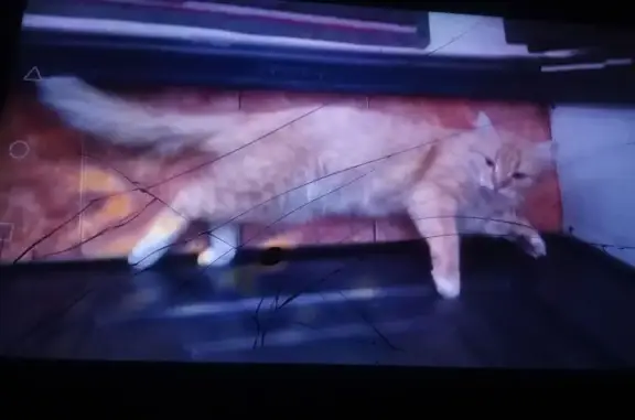 Пропал кот, Вольск, Саратовская область - рыжий, пушистый, зовут Кузя - photo