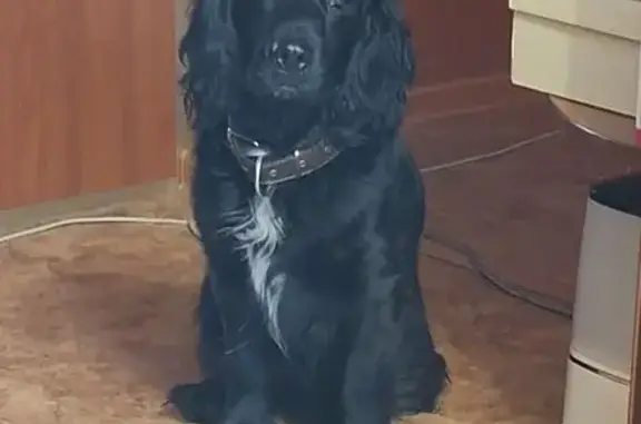 Найдена собака, Хабаровск, фото: Найден собака, улица Профессора Даниловского М.П., 16В, Хабаровск - чёрный спаниель в коричневом ошейнике