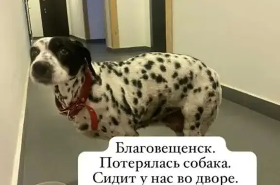 Найденные животные Благовещенск, фото: Найдена собака, улица Чехова, 193, Благовещенск
