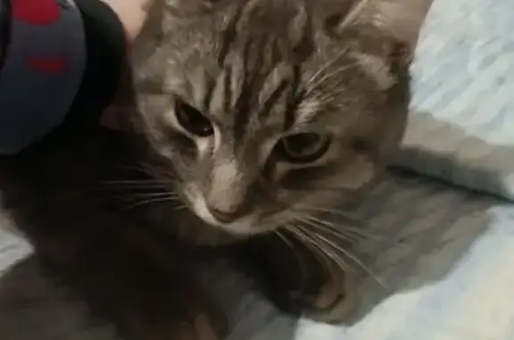 Найдена кошка, Барнаул, фото: Найдена кошка, улица Юрина, 230, Барнаул - серенькая с полосками