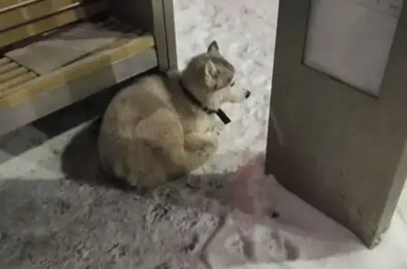 Найденные животные Нижний Новгород, фото: Найден собака, Южный проезд, Нижний Новгород - светлый хаски