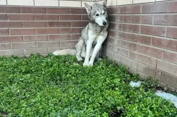 Найдена собака, Краснодар, фото: Найдена собака, Промышленная улица, 45/2, Краснодар - похожа на лайку