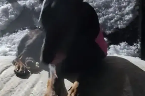 Найдена собака, Шушары, фото: Найдена собака, Московское шоссе, 262 к2 с1, Шушары - молодая доберман без ошейника