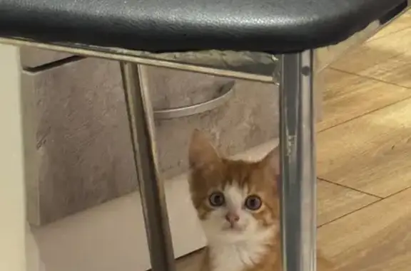 Найдена кошка, Брянск, фото: Найдена кошка, улица Ромашина, 1, Брянск