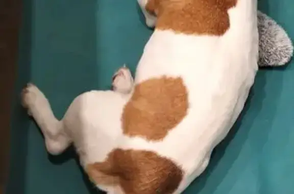 Найденные животные Голубино, фото: Найден собака, 46Н-01526, Голубино - с ошейником