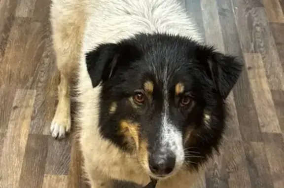 Найдена собака, Липецк, фото: Найден собака, мужской, городской округ Липецк, Липецкая область - очень ласковый