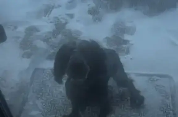 Найдена собака, мужской, Красноказарменная улица, 6А, Москва - ошейник, напуган - photo