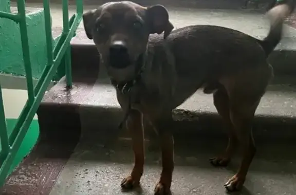 Найденные животные Зеленодольск, фото: Найден собака, мужской, улица Засорина, 7, Зеленодольск - рыже-коричневый с черным ошейником