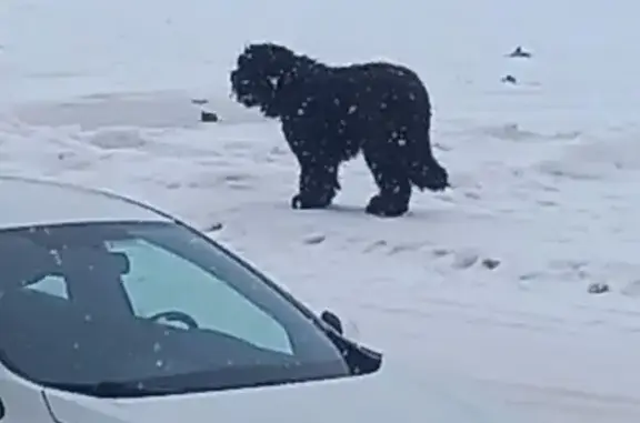 Найдена собака, Тюмень, фото: Найден собака, улица Дружбы, 75, Тюмень - черный, ухоженный с ошейником