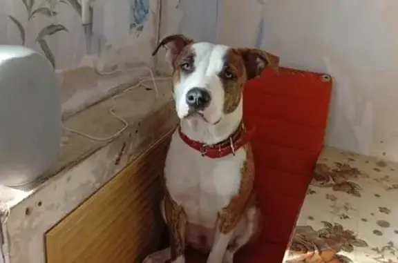 Найдена собака, Чита, фото: Найдена собака, улица Бутина, 37, Чита