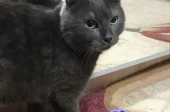 Найдена кошка, Липецк, фото: Найдена кошка, улица Леонтия Кривенкова, 7А, городской округ Липецк - серый, среднешёрстный кот