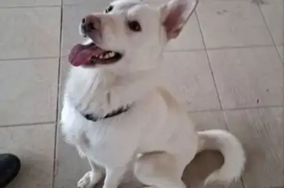 Объявления о пропавших и найденных животных, Сургут, фото: Найден собака, мужской, улица Республики, 72, Сургут