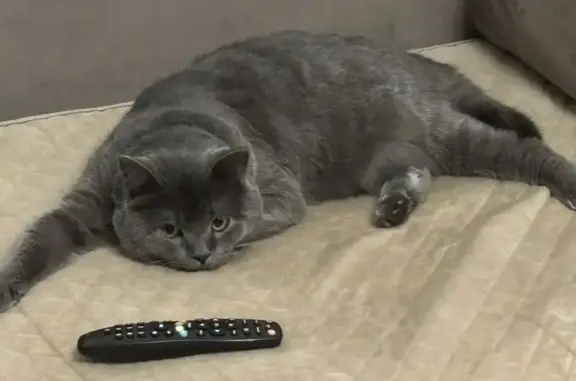 Пропал кот, Боровское, ул. Зеленая, д.24, Рыльск - британец с фиолетовым ошейником - photo