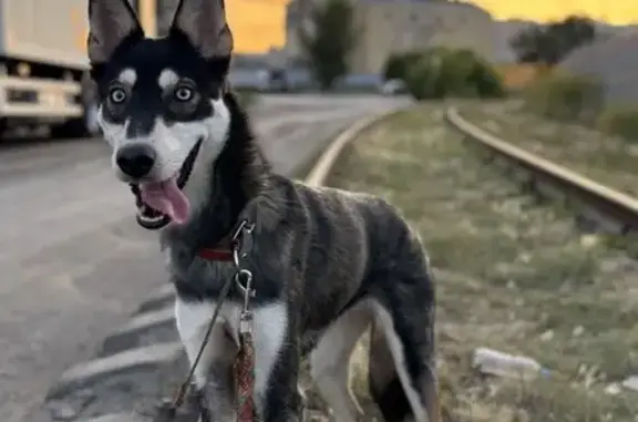 Пропала собака, проспект Ленина, Нижний Новгород - голубые глаза - photo