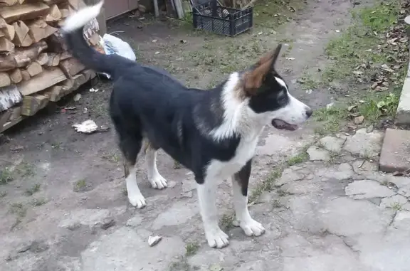 Пропала собака, женский пол, улица Некрасова, 15, Химози, Гатчина - чёрно-белая, без ошейника - photo