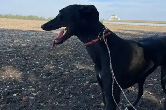 Пропал собака, улица Ленина, 122, Новоалександровск - кобель охотничья порода борзая - photo