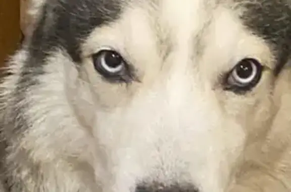 Пропал собака, улица Благоева, 6, Тверь - наш любимец Арчи - photo