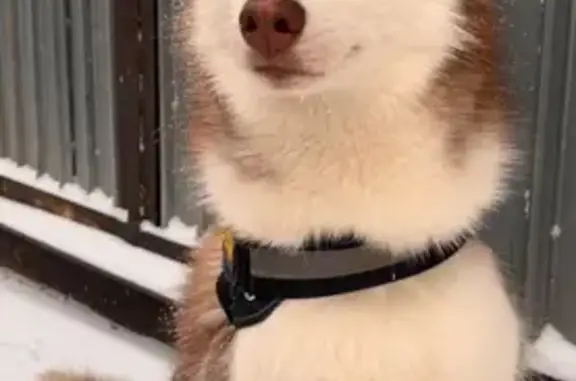 Пропала собака, женский пол, улица Грибоедова, Челябинск - photo